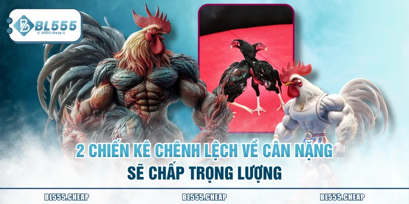 2 chiến kê chênh lệch về cân nặng sẽ chấp trọng lượng