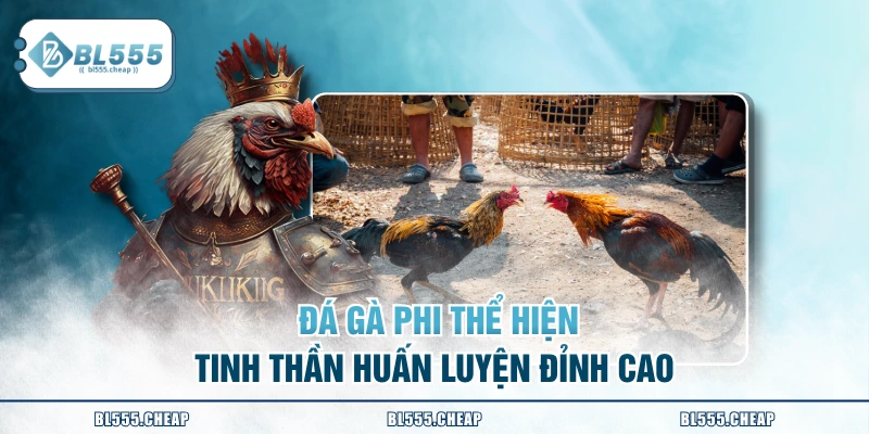  Đá gà Phi thể hiện tinh thần huấn luyện đỉnh cao