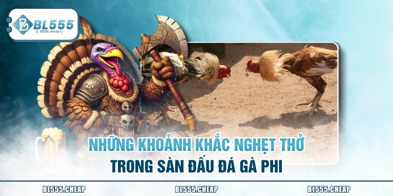Những khoảnh khắc nghẹt thở trong sàn đấu đá gà Phi