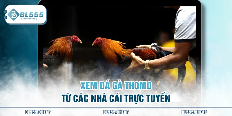 Xem đá gà Thomo từ các nhà cái trực tuyến
